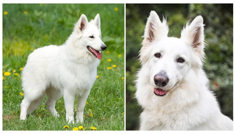 White Swiss Shepherd 