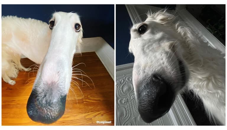 dog with long nose