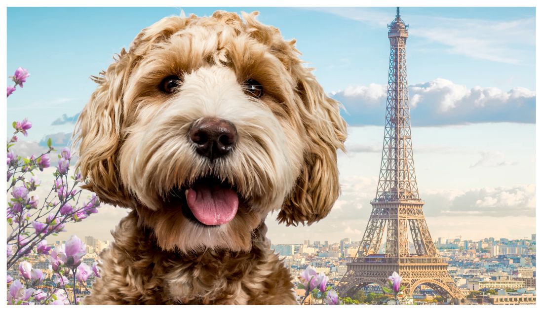 French Dog Names