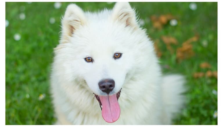 White Dog Names