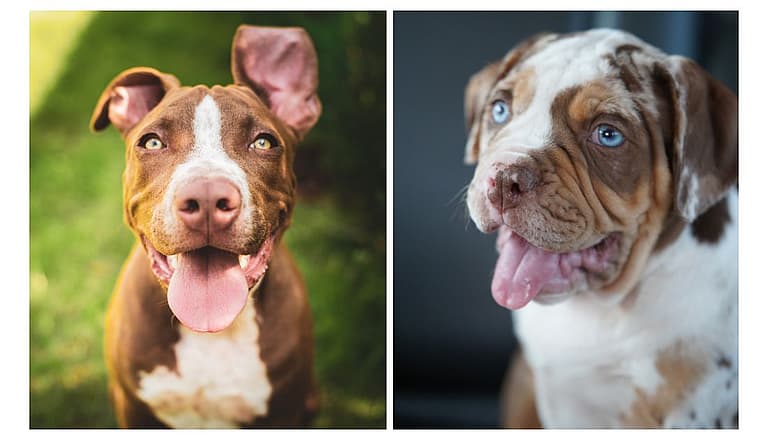 Merle Pitbulls