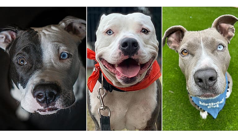 Heterochromia in Dogs