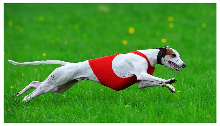 fastest dog breeds
