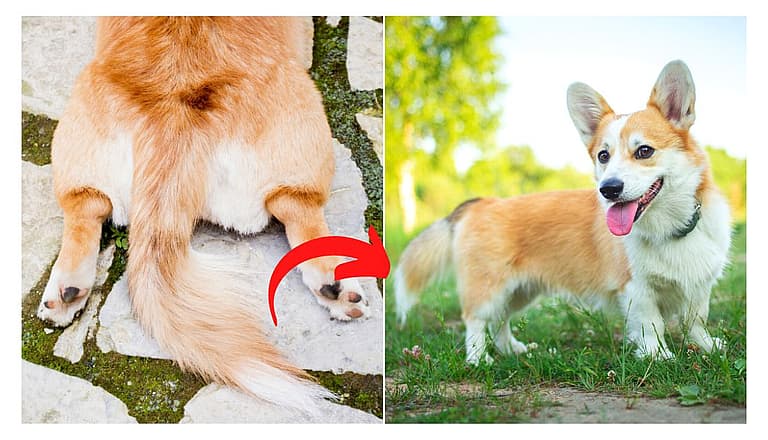 corgis with tale
