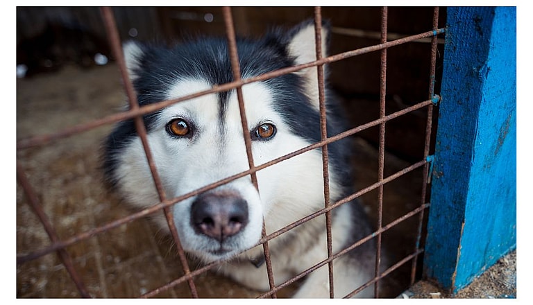 Husky at shelter