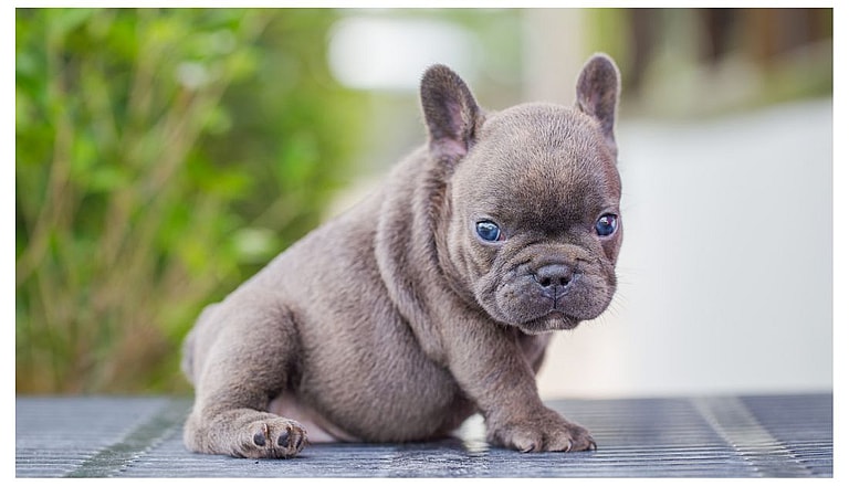 frech buldog