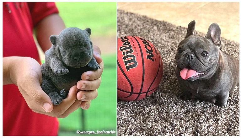 Mini French Bulldog
