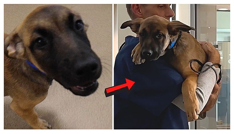 Dog Was Left At The Shelter