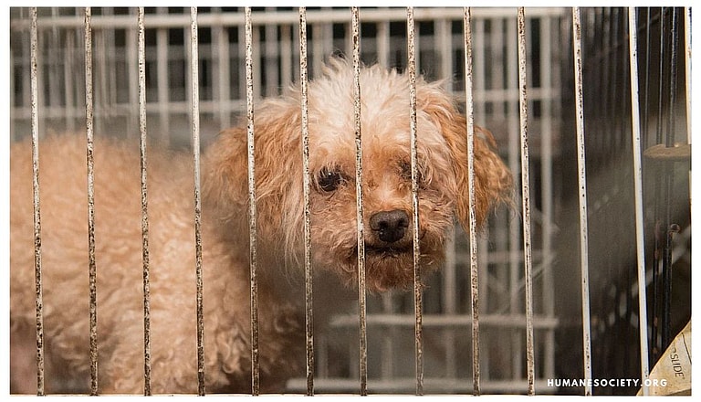 Backyard Breeder - Puppy Mills