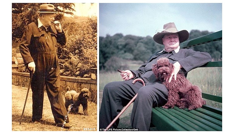 Rufus, Winston Churchill's Poodle