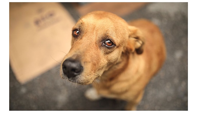 Stray Dog