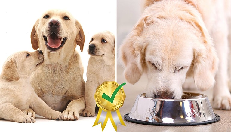 Best Dog Food for Pregnant and Nursing Dogs