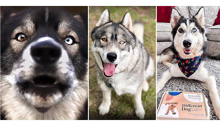 Heterochromia in Dogs