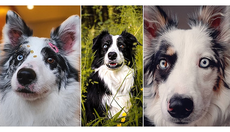 Heterochromia in Dogs