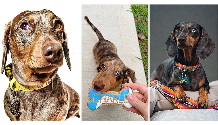 Heterochromia in Dogs