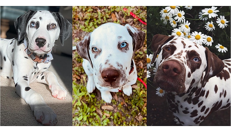 Heterochromia in Dogs