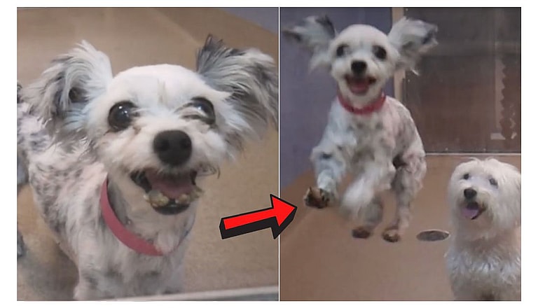 Shelter Dog's Hilarious Reaction Over Finding Forever Home