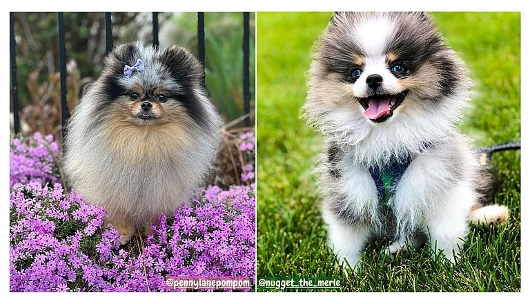Blue Merle Pomeranians