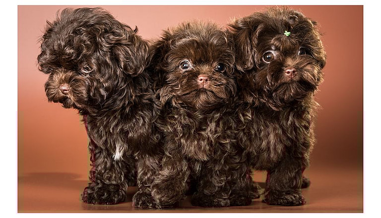 Bolonka Puppies