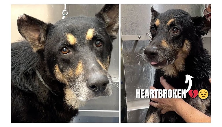 German shepherd transformation