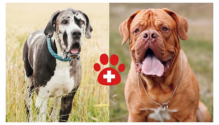 Daniff: Great Dane Mastiff mix