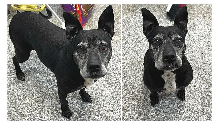 Dog Hid by Animal Control Officers for 6 Years to Save Him from Euthanasia