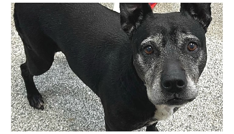 Dog Hid by Animal Control Officers for 6 Years to Save Him from Euthanasia