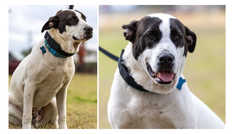 dog 700 days in foster care