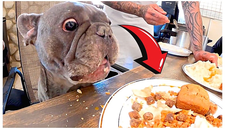 Homeless Dog's Reaction to Thanksgiving Dinner