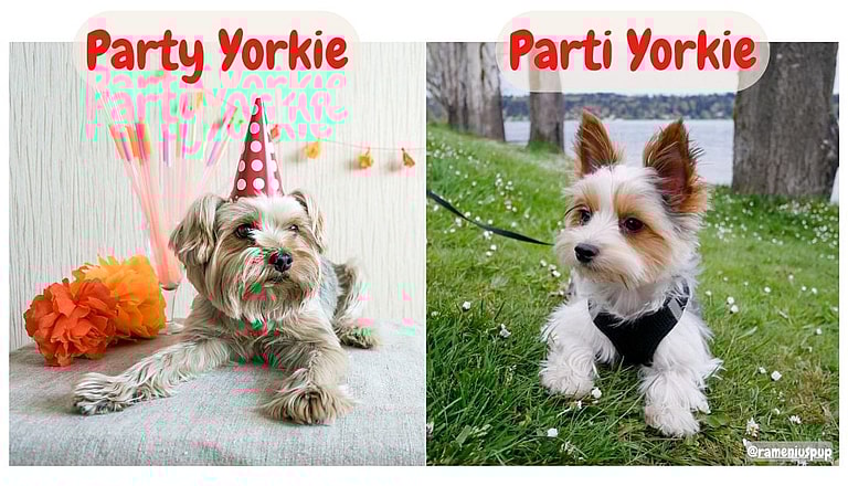Parti Yorkies