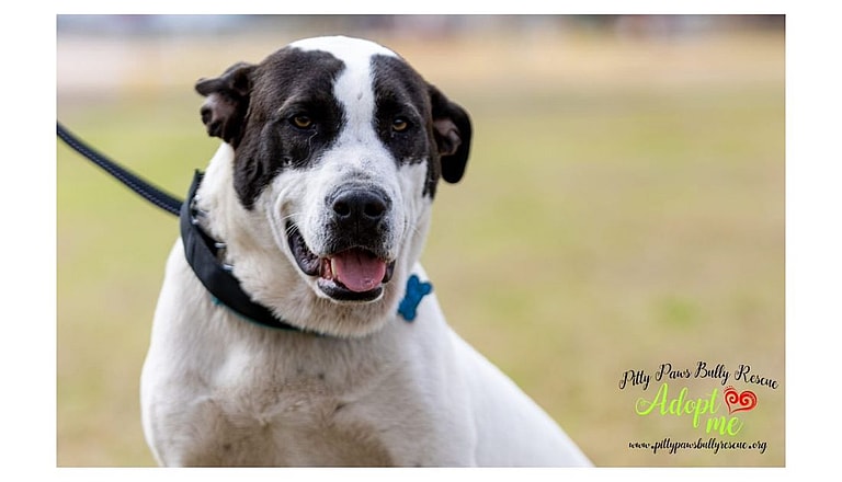 dog 700 days in foster care