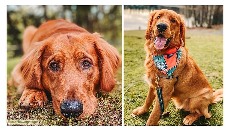 Golden Retriever Names