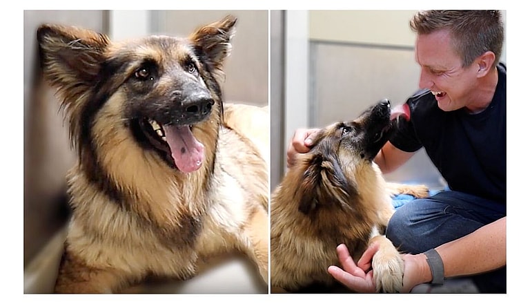Rare Breed - Fluffy Shelter Dog