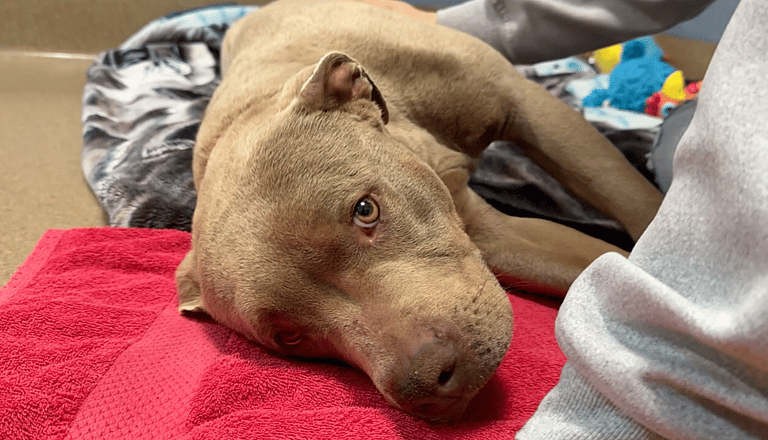 Sitting With Dogs - Star