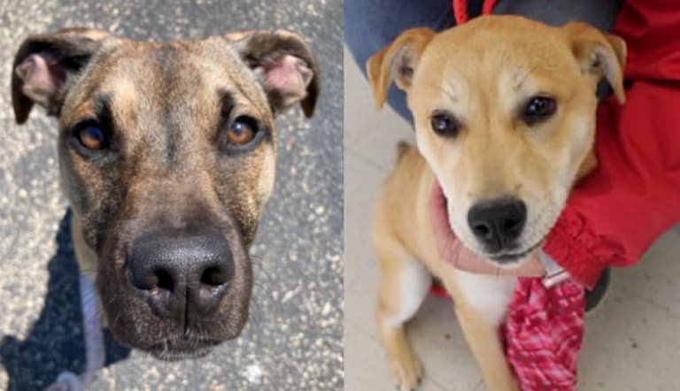 2 Rescue Dogs