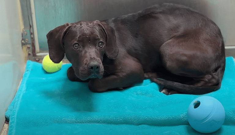 sitting with dogs - Jenny
