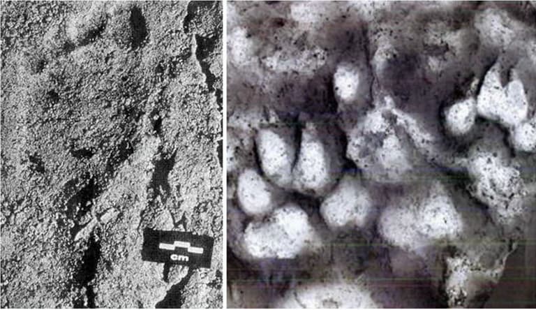 World's First Dog