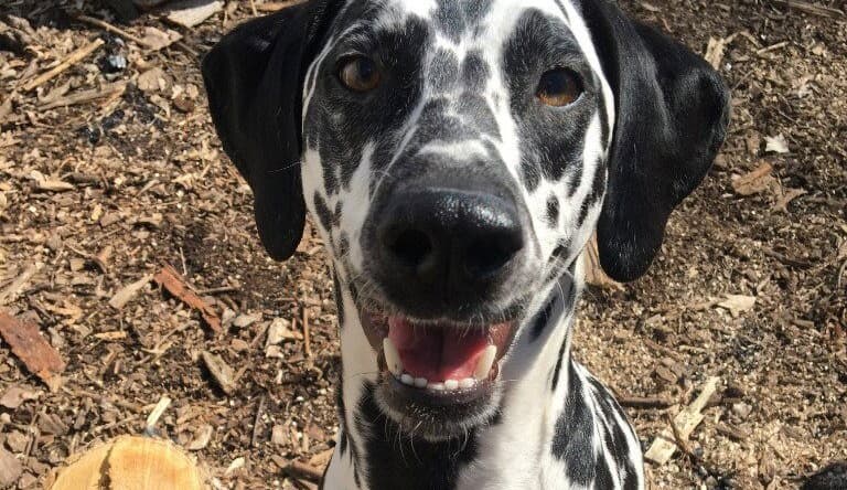 Bella - Dalmatian