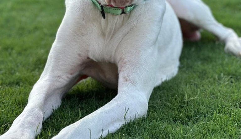 Blind but Beaming With Joy—Zero Will Steal Your Heart 🐾💛 - Rocky Kanaka