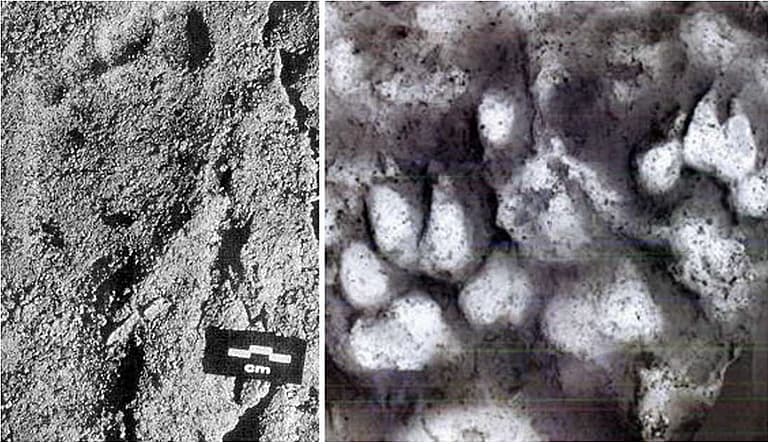 World's First Dog