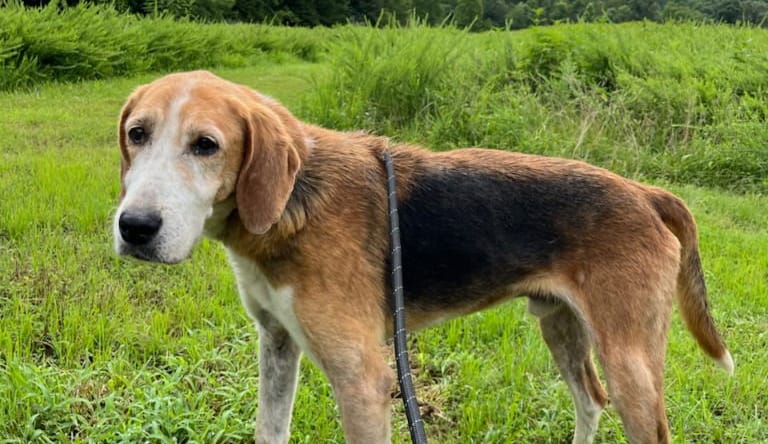 George - Hound
