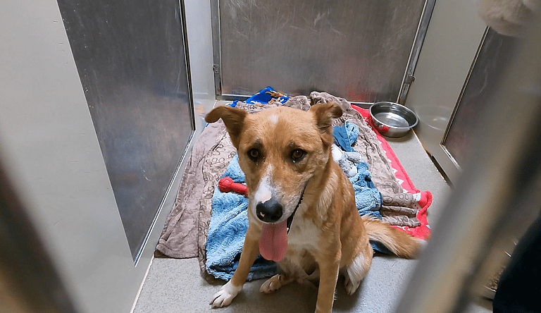 Sitting With Dogs - Shilo