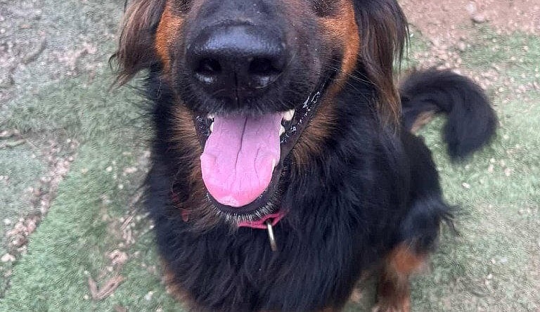 Daisy Ann-Foster or Adopt Me! - German Shepherd Dog