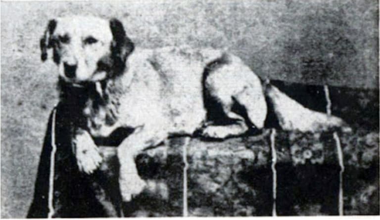 Abraham Lincoln's Dog - Fido