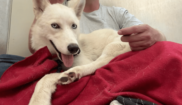 Watch the Moment Shut Down Husky Takes her First Dog Treat