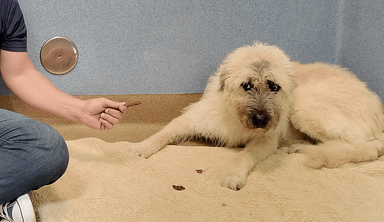 Sitting with dogs 46: Jocka