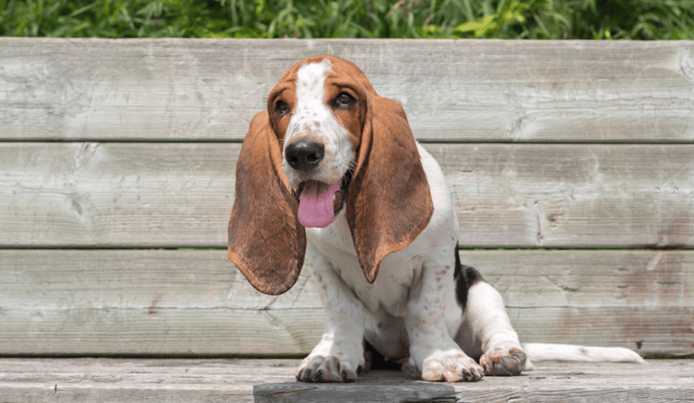 Barking dogs - Basset Hound