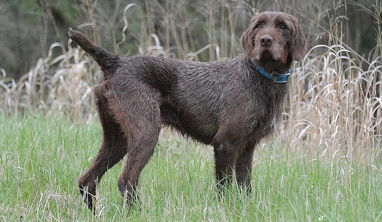 the Pudelpointer