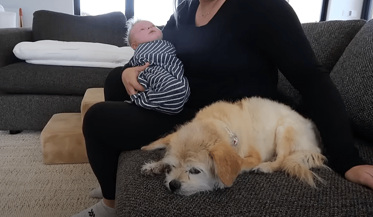 American Bulldog's Heartwarming Encounter with Newborn Baby