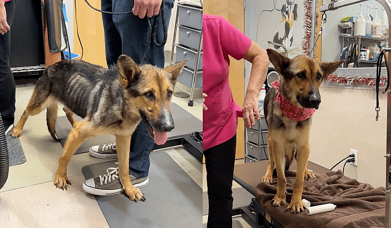 emaciated german shepher